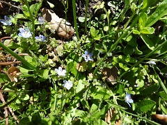 nemophila menziesii